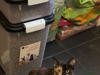 Domestic Shorthair cats for sale - Advert 1