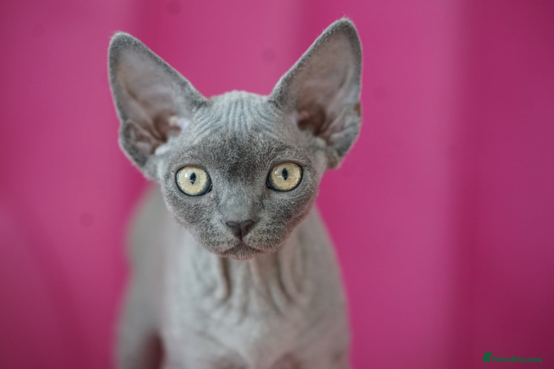 Devon Rex cats Blue Devon Rex male kitten  - Advert 1