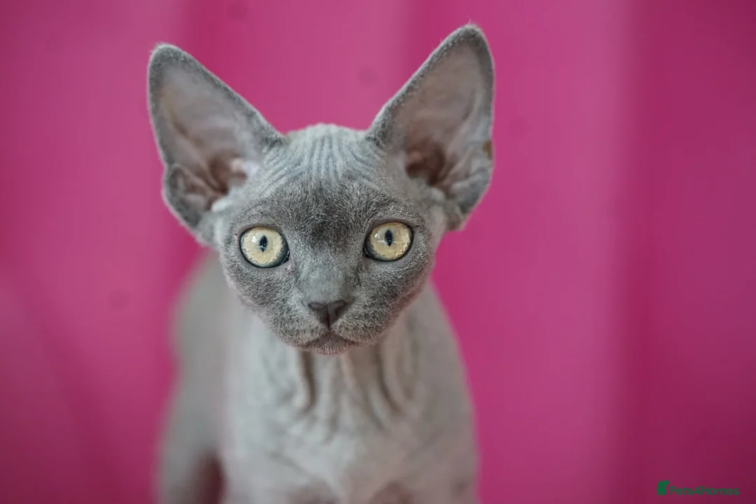 Devon Rex cats for sale: Blue Devon Rex male kitten  - Advert 1