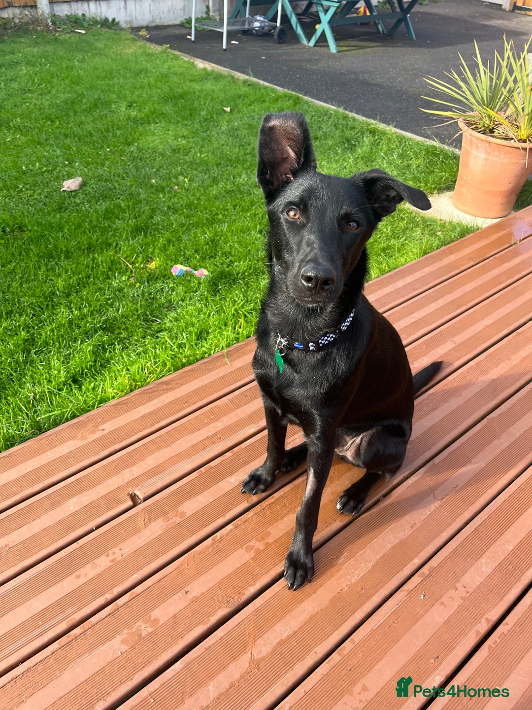 Mixed Breed dogs for sale: Moroccan Puppy  - Advert 12