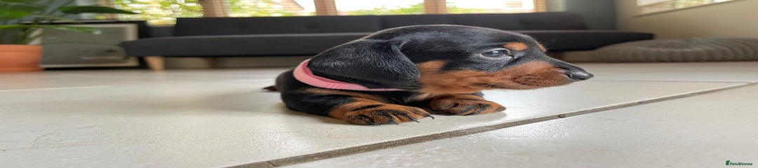Miniature Dachshund Puppy 3