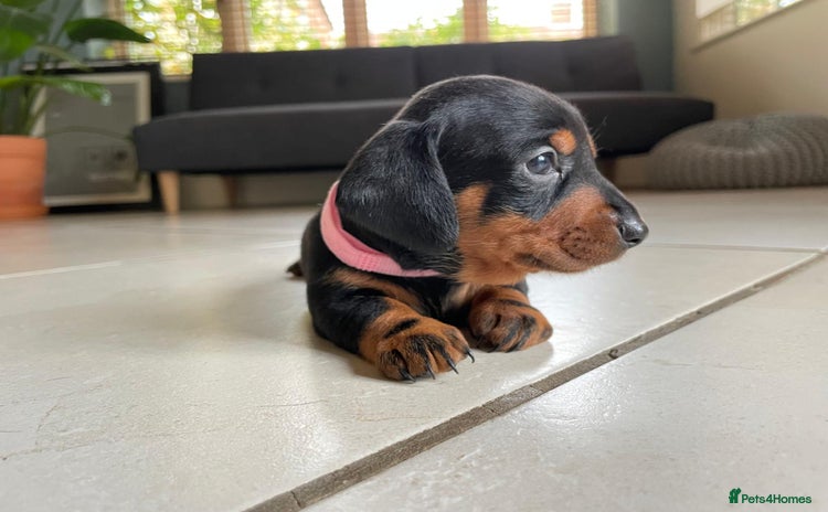 Miniature Dachshund dogs - Advert 3