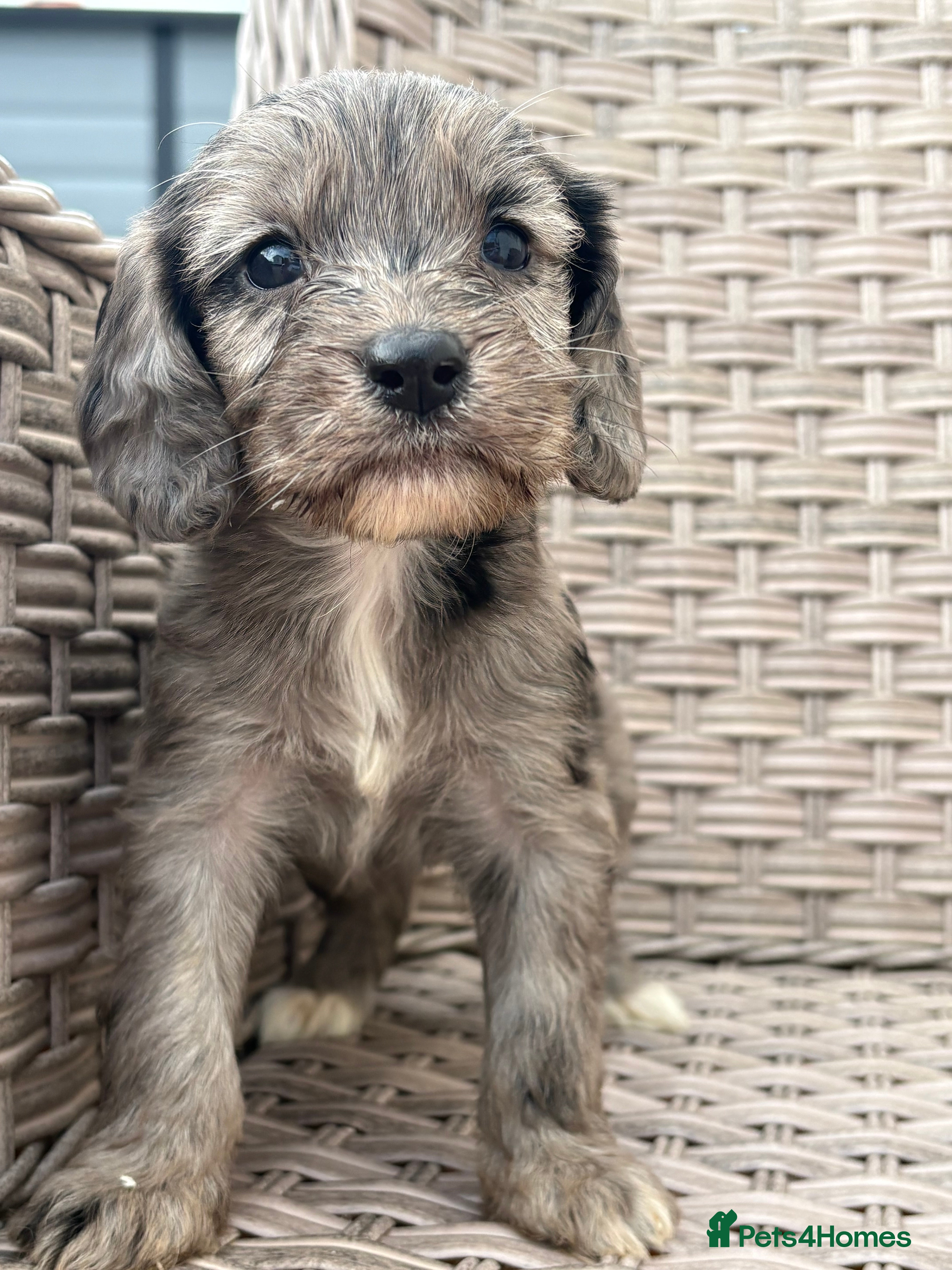 Cockapoo dogs PRA CLEAR F1 cockapoo puppies - Advert 2