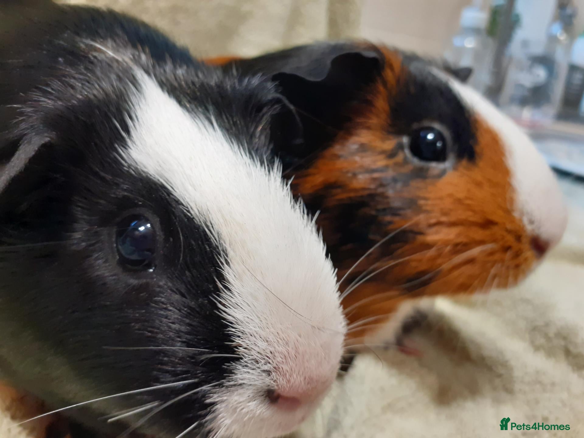 Guinea Pig rodents 2 Female Guinea Pigs For Sale - Advert 1