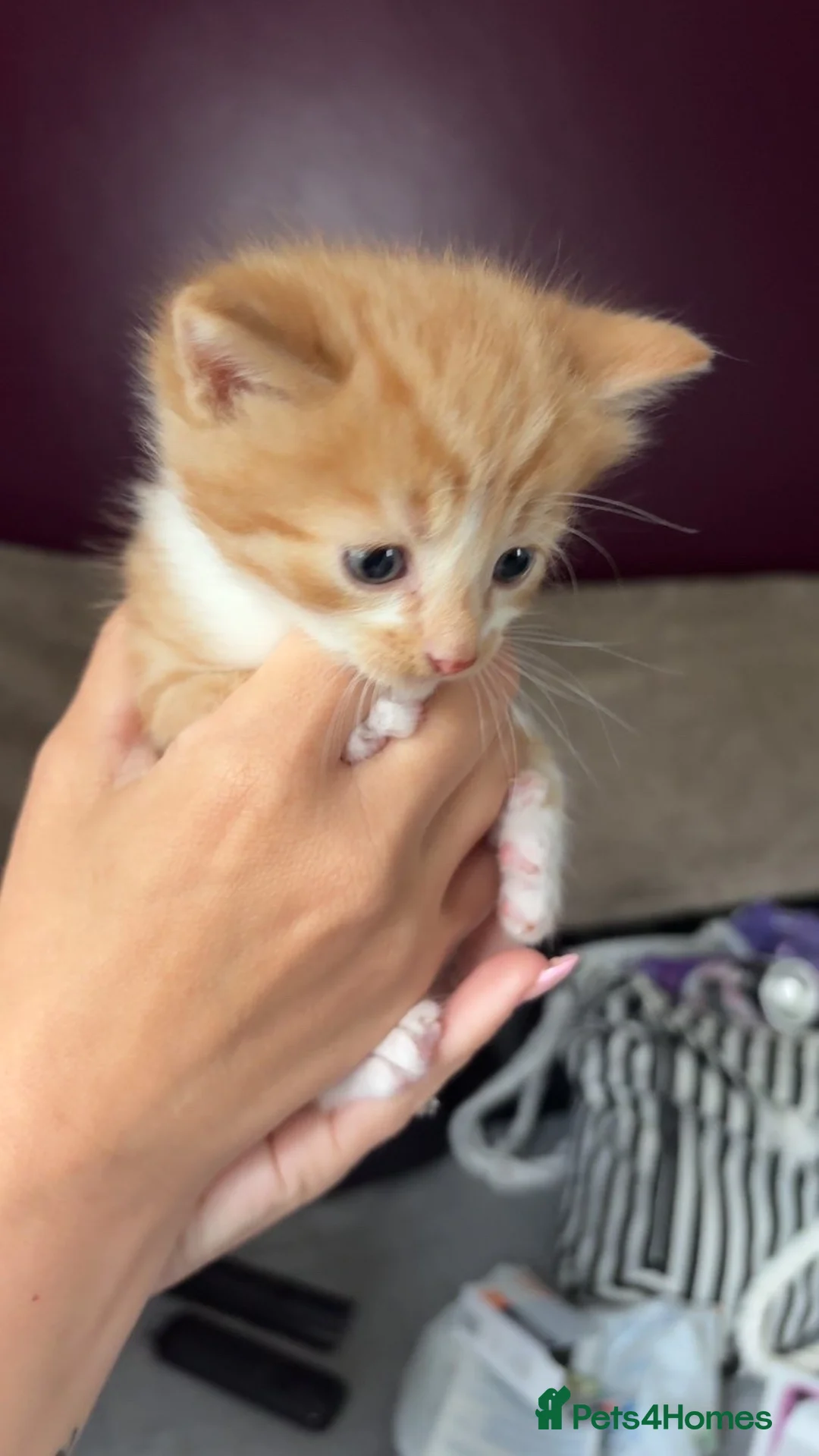 Mixed Breed cats for sale: 4 kittens looking for loving,caring homes in Taunton - Advert 9