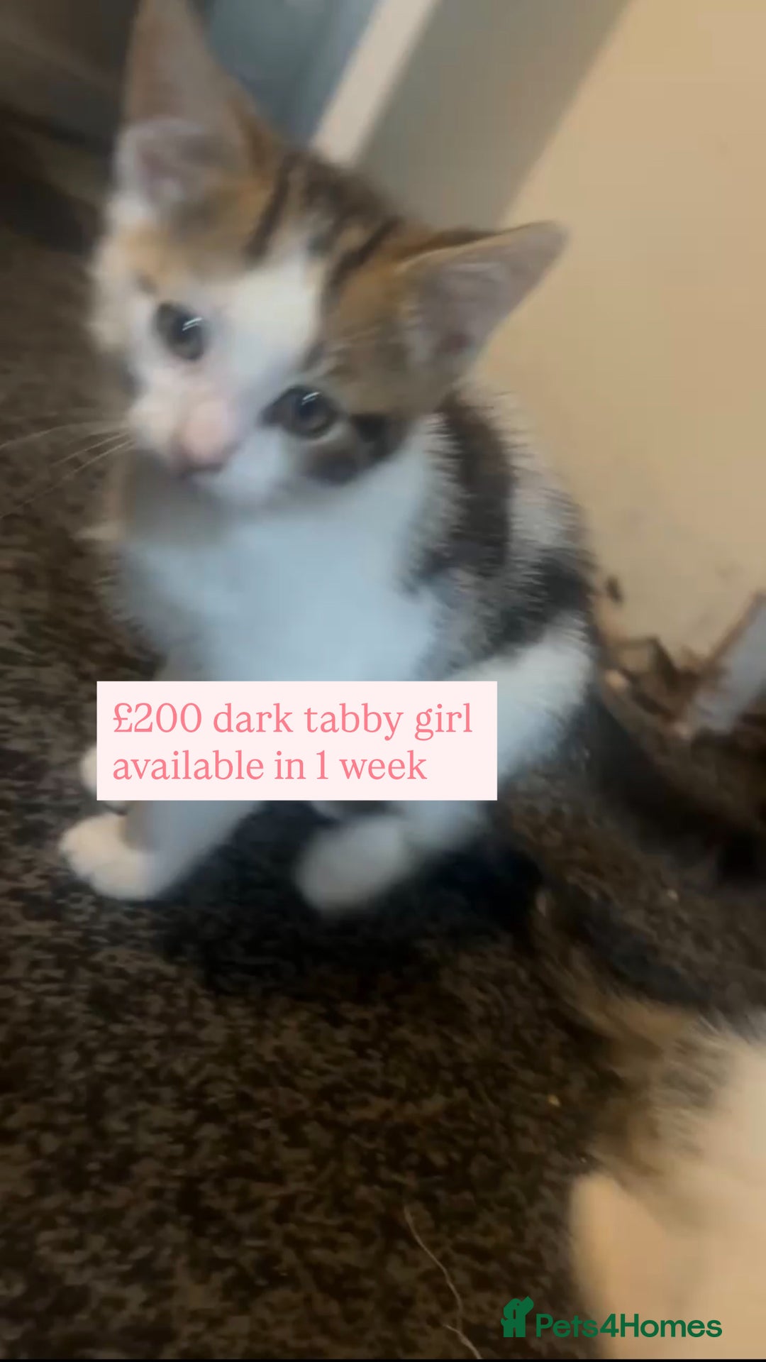 Mixed Breed cats for sale: kittens  - Advert 2