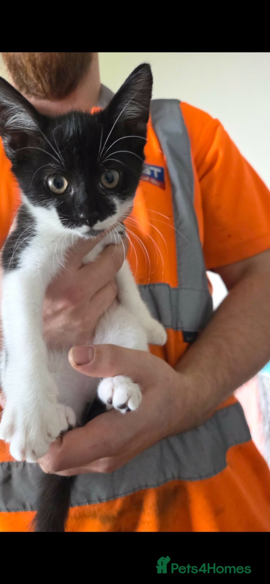 Mixed Breed cats Last female kitten - Advert 2