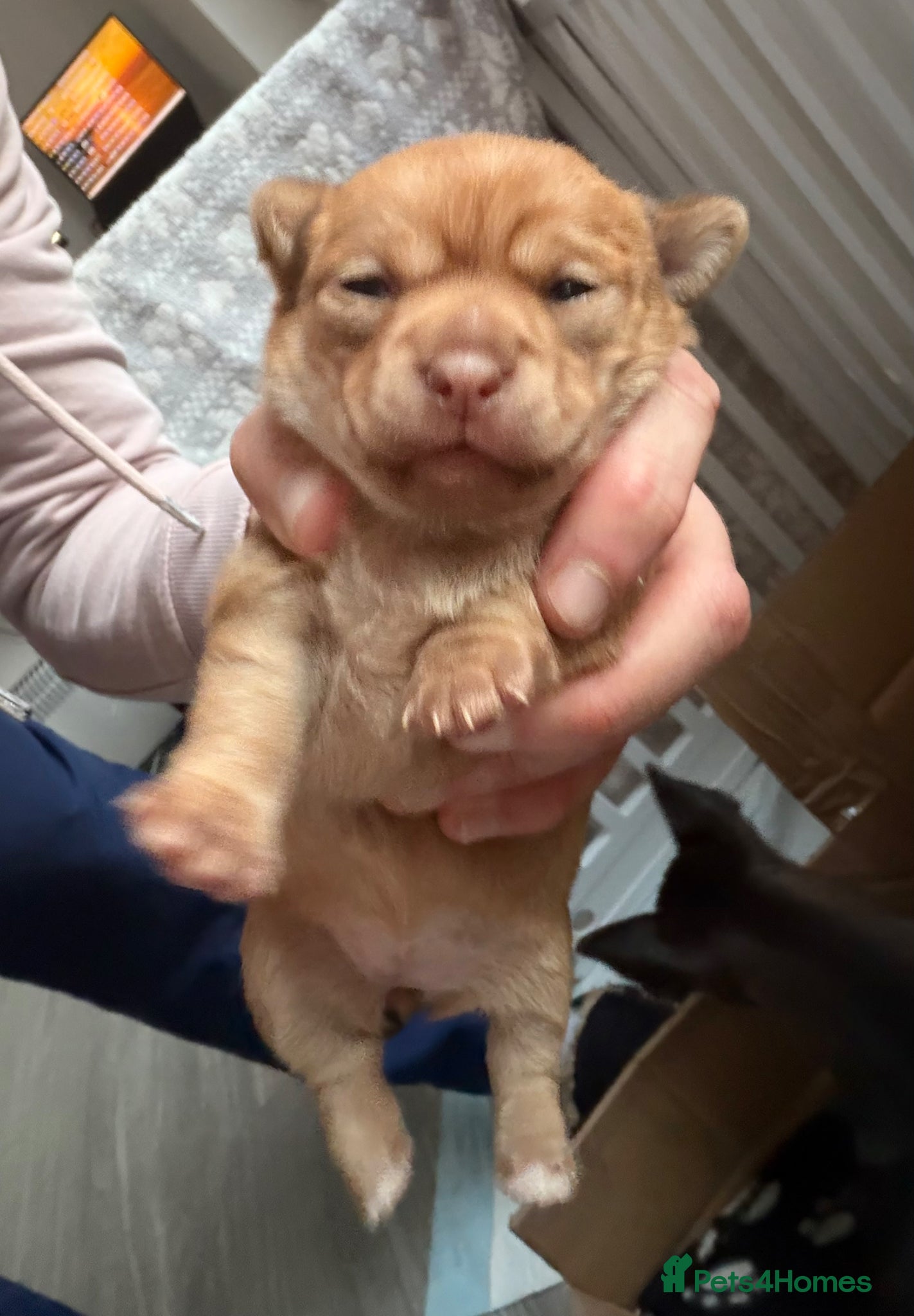 Chihuahua dogs Incredible Chihuahua Puppies - Ready mid May - Advert 1