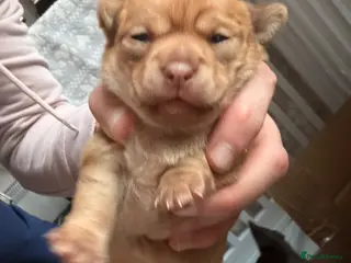 Chihuahua dogs Incredible Chihuahua Puppies - Ready mid May - Advert 1