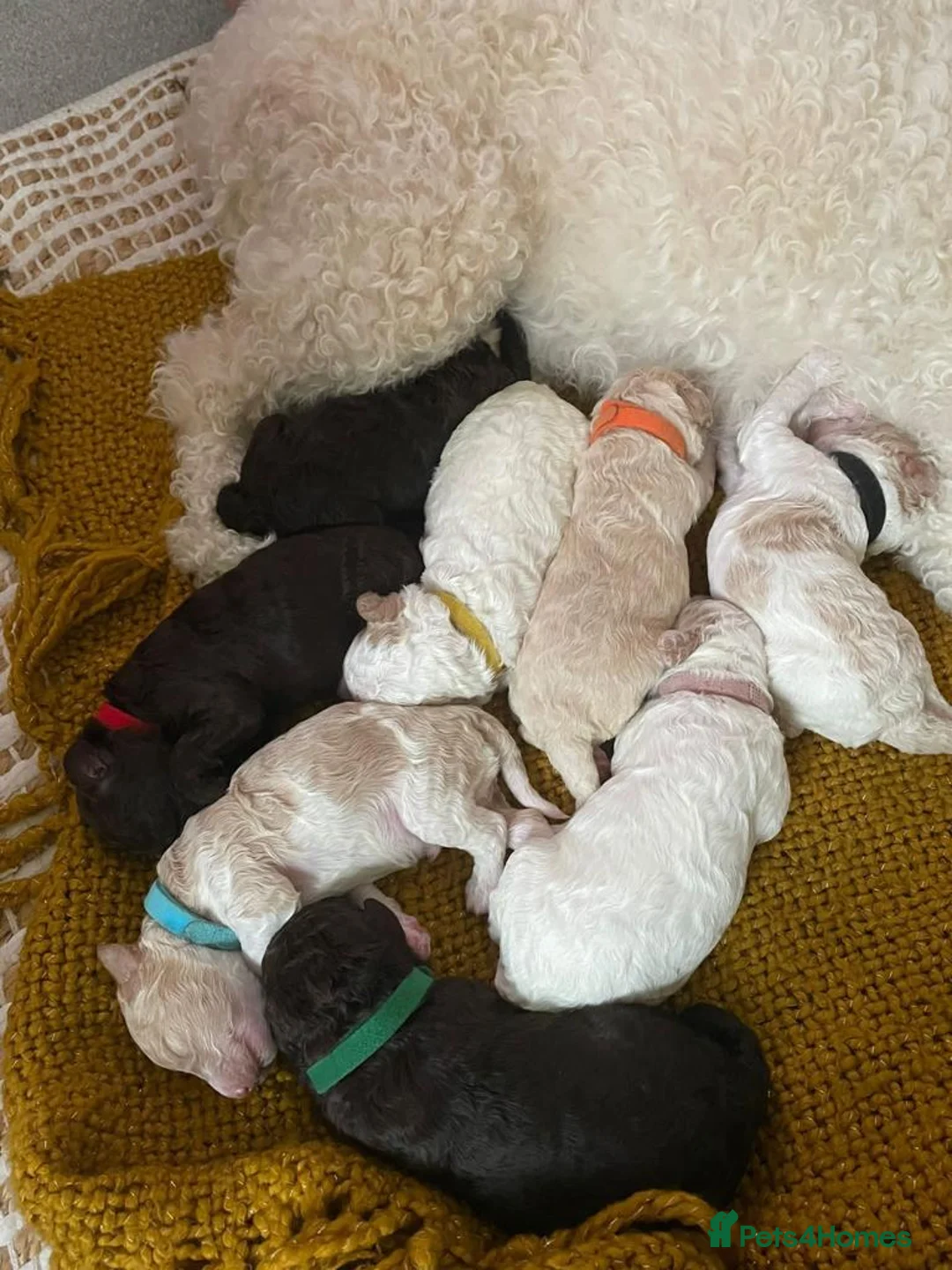 Miniature Poodle dogs for stud: Miniture Poodle for stud - SHORT NOTICE AVAILABLE in Coalville - Advert 30