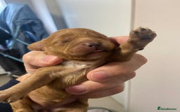 Cavapoo dogs for sale: 3 Gorgeous Cavapoo puppies - Image 2