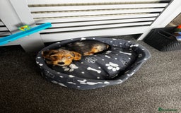 Mixed Breed dogs for sale: Bruno  - Image 7
