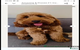 Cockapoo dogs for sale: Cockapoo pups for sale  - Image 13