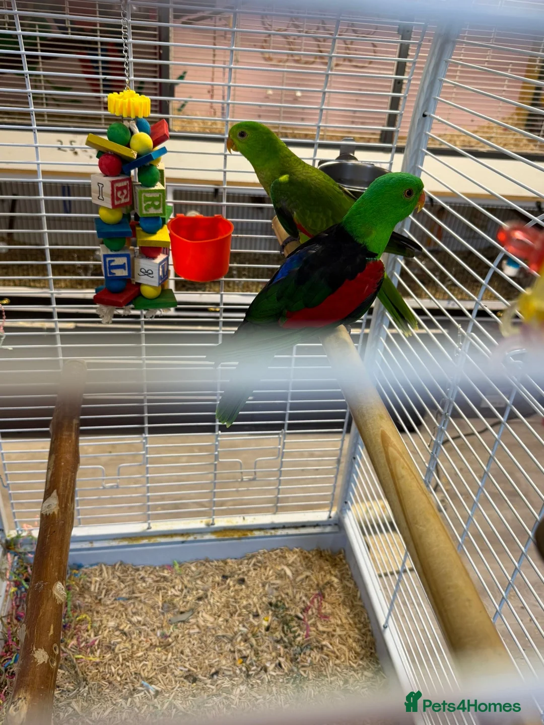 Parrots birds for sale: Crimson winged parrots  - Advert 1