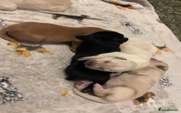 Labrador Retriever dogs for sale: Most beautiful litter of Labradors  - Image 9