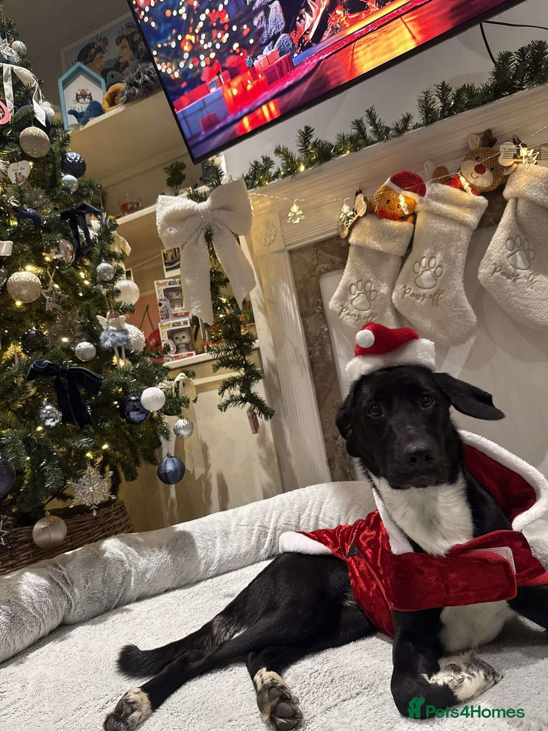 Mixed Breed dogs for adoption: Lovely lily is ready for her forever home - Advert 3