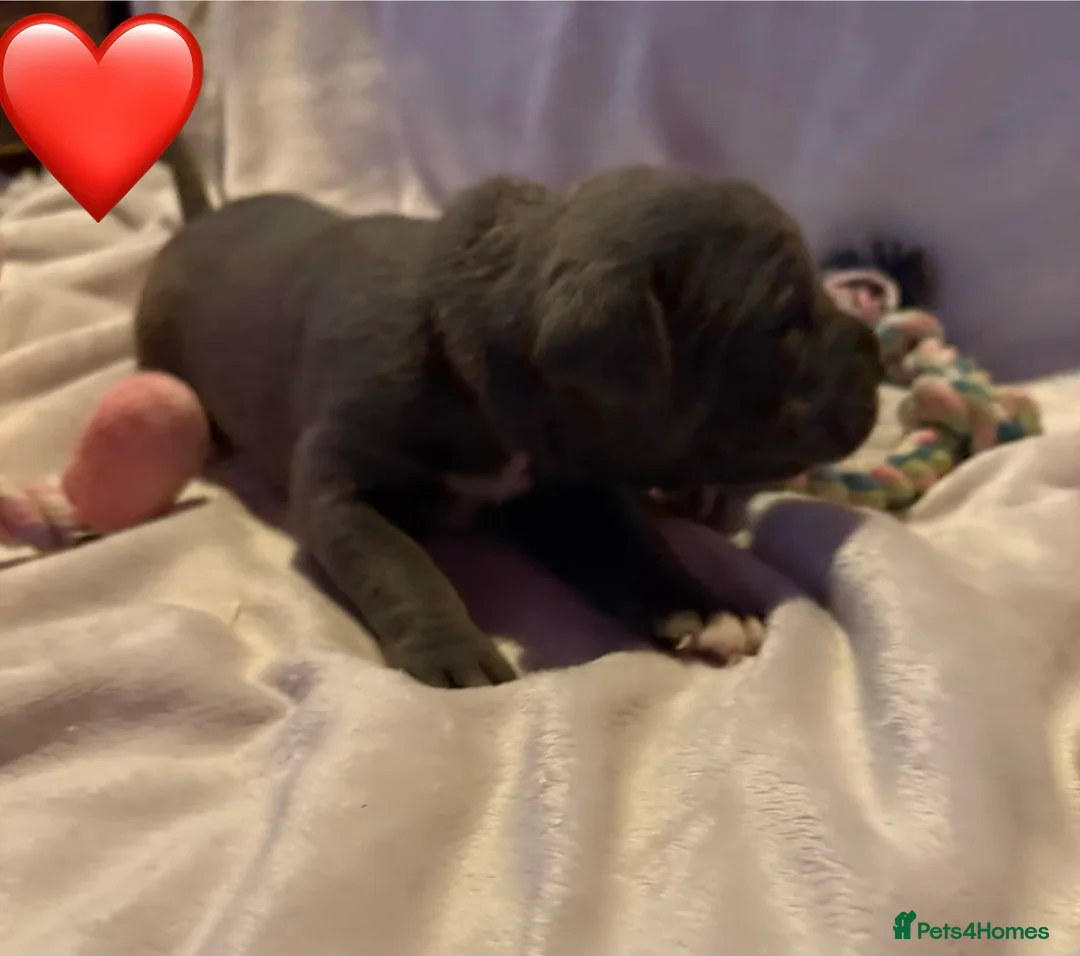 Cane Corso dogs for sale: Cane corso puppies ICCF registered  - Advert 37