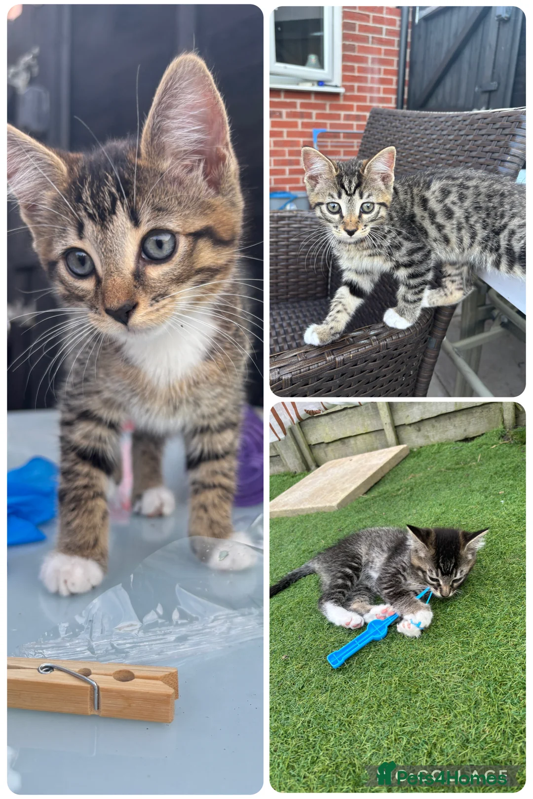 British Shorthair cats for sale: Male kitten ready to go - Advert 1