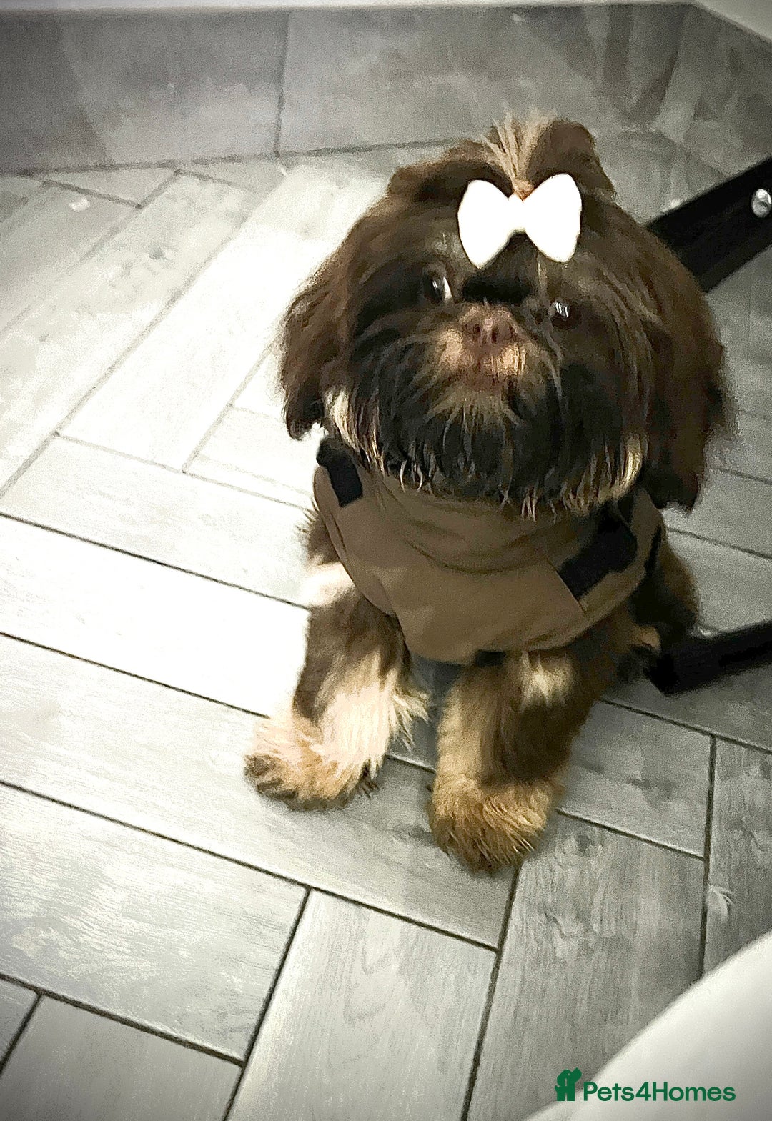Shih Tzu dogs for sale: 💙 chocolate and tan imperial Shihtzu for sale  - Image 1