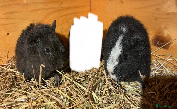 Guinea Pig rodents - Advert 13