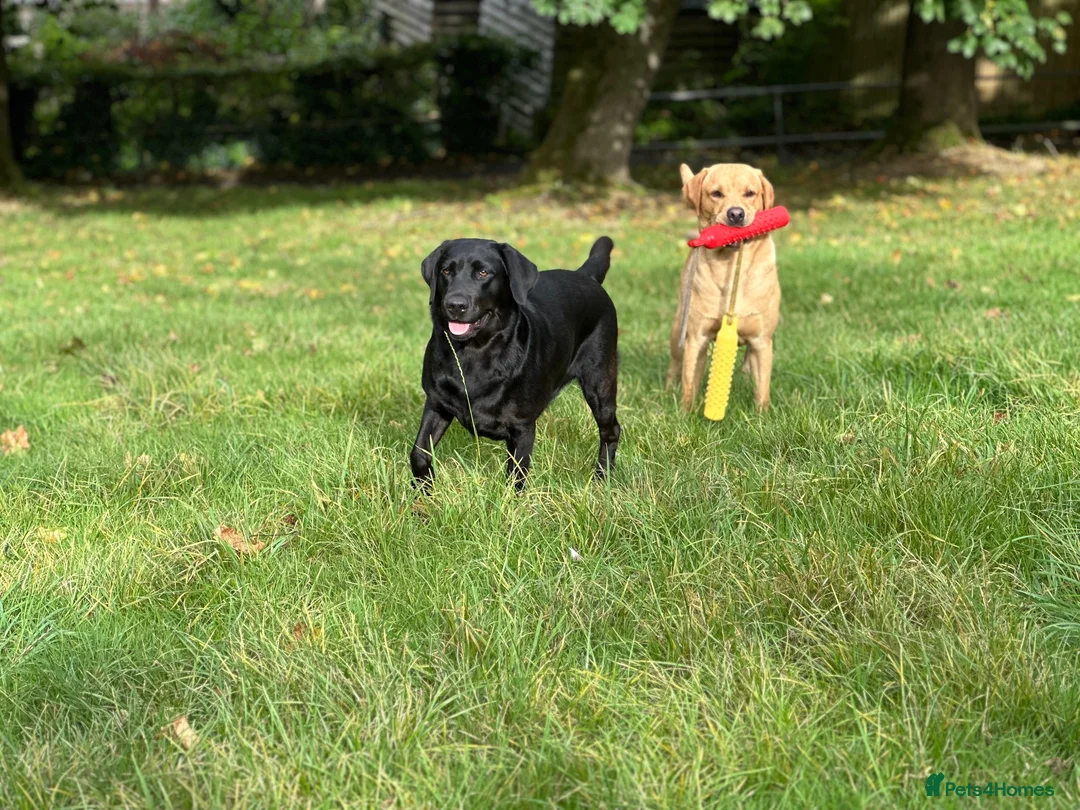 Labrador Retriever dogs for sale: Beautiful KC Labrador Puppies – Black & Fox Red in Hertford - Advert 19