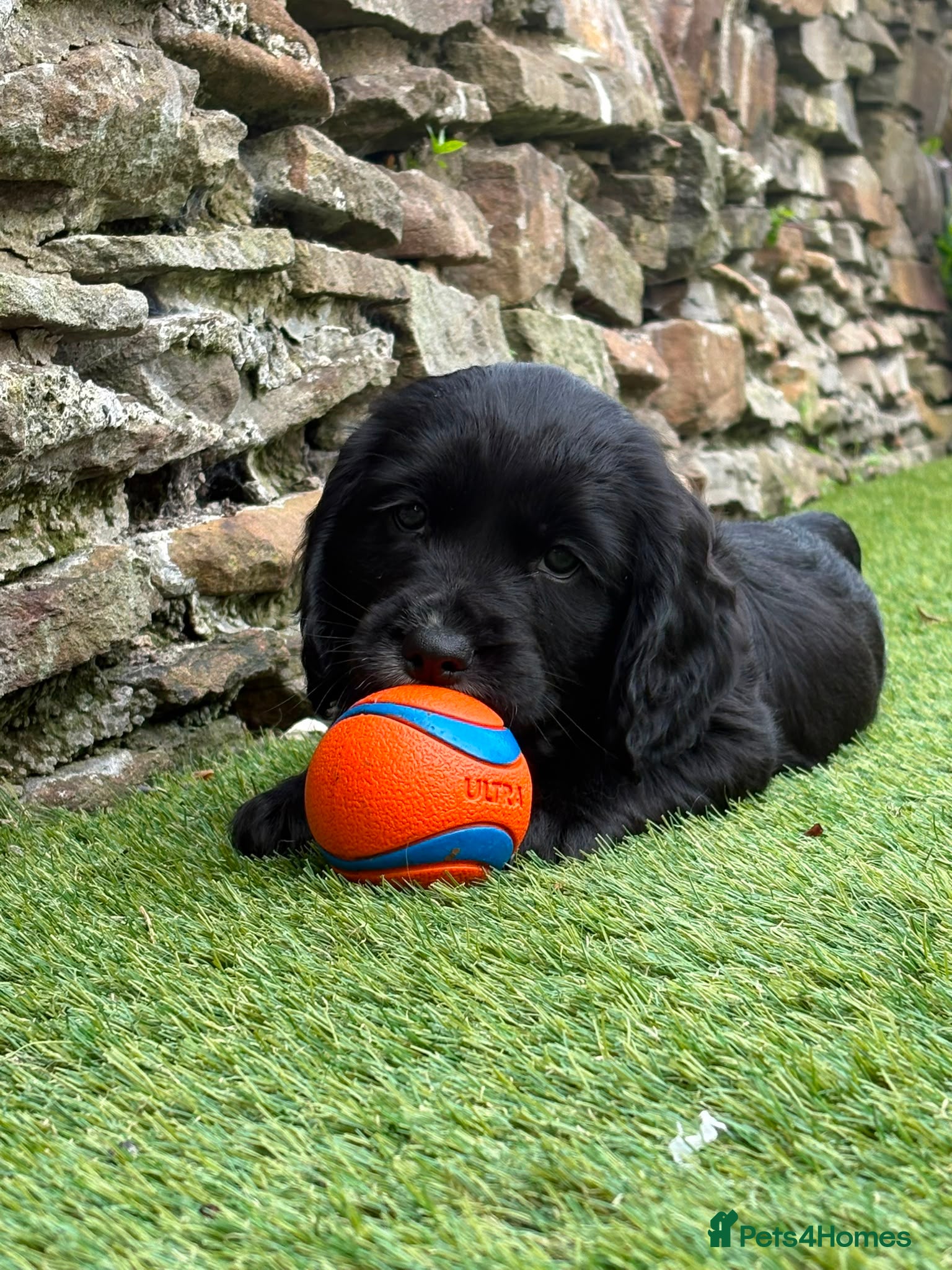 Sprocker dogs 1x Beautiful Sprocker Puppy Seeking Forever Homes - Advert 1