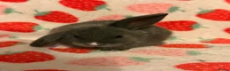 Dutch rabbits for sale: Dutch lops ready to reserve  - Advert 4