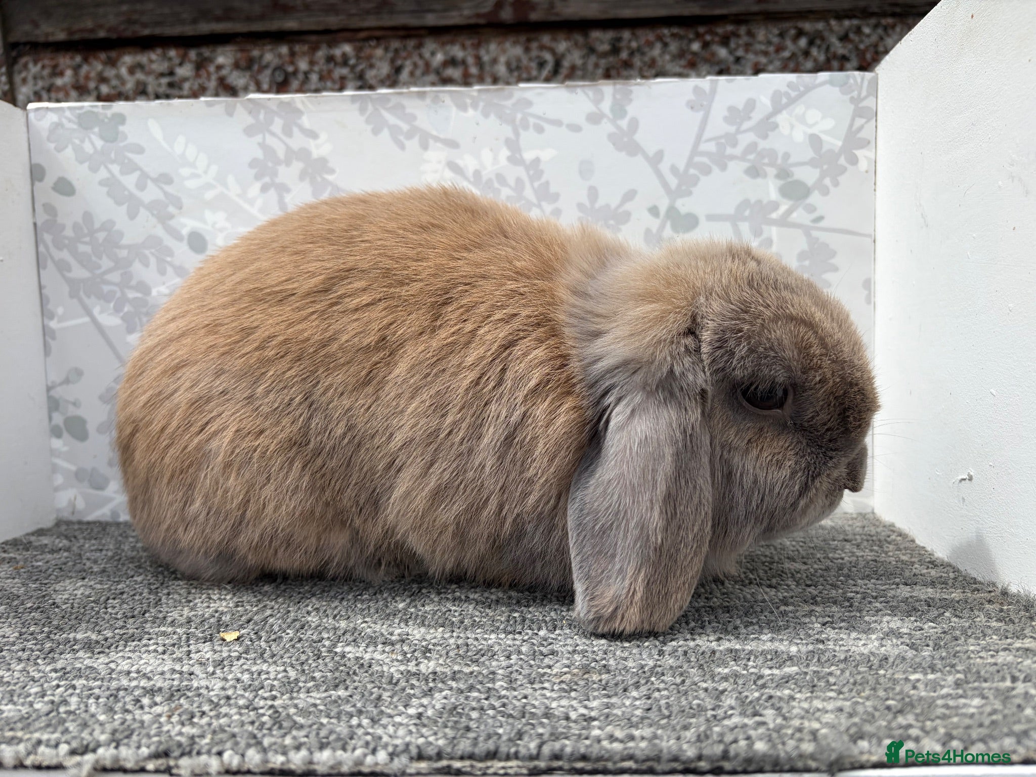 Mini Lop rabbits Mini lop doe  - Advert 11
