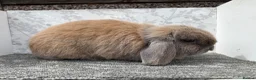 Mini Lop rabbits for sale: Mini lop doe  - Advert 1