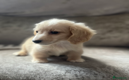 Dachshund dogs for sale: cream KC long haired miniature dachshunds for sale - Image 16