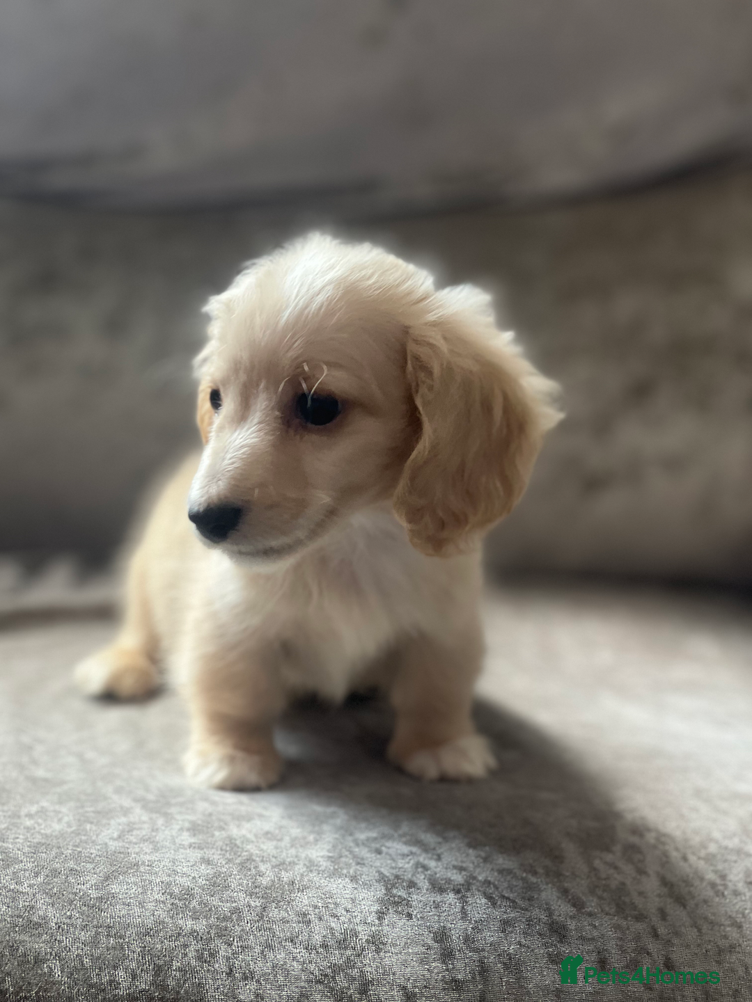 Dachshund dogs for sale: cream KC long haired miniature dachshunds for sale - Image 16