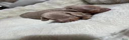 Miniature Dachshund dogs for sale: Mini dachshunds available  in Willenhall - Advert 20