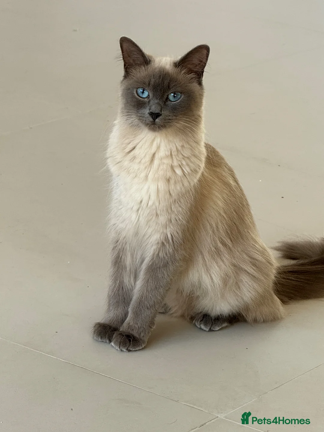 Ragdoll cats for sale: Blue point rag doll kittens - Advert 1