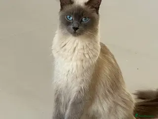 Ragdoll cats Blue point rag doll kittens - Advert 1