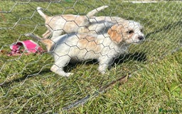 Cavapoo dogs for sale: Looking for forever homes - Image 13