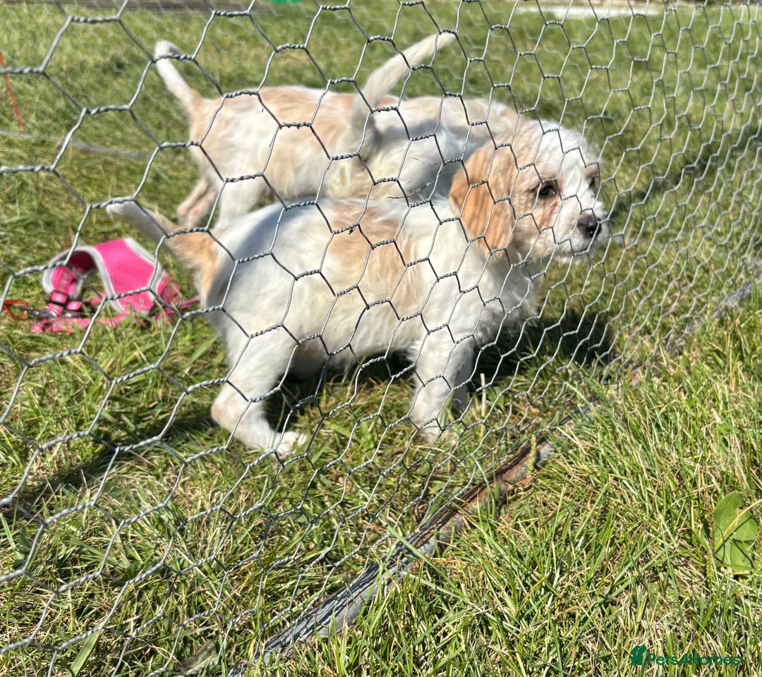 Cavapoo dogs for sale: Looking for forever homes - Image 13