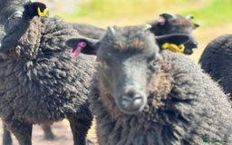 Sheep livestock for sale: 2 Hebridean Wethers Looking For New Home - Image 2