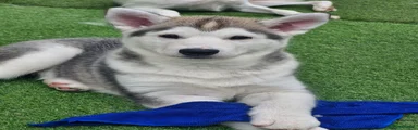 Siberian Husky Puppy 1 SOLD