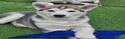 Siberian Husky dogs for sale: 3 beautiful husky puppies  - Advert 2