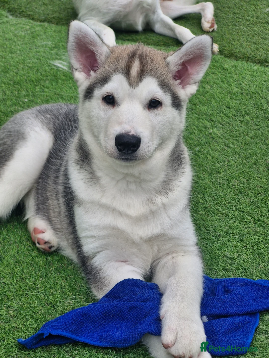 Siberian Husky dogs for sale: 3 beautiful husky puppies  - Advert 2