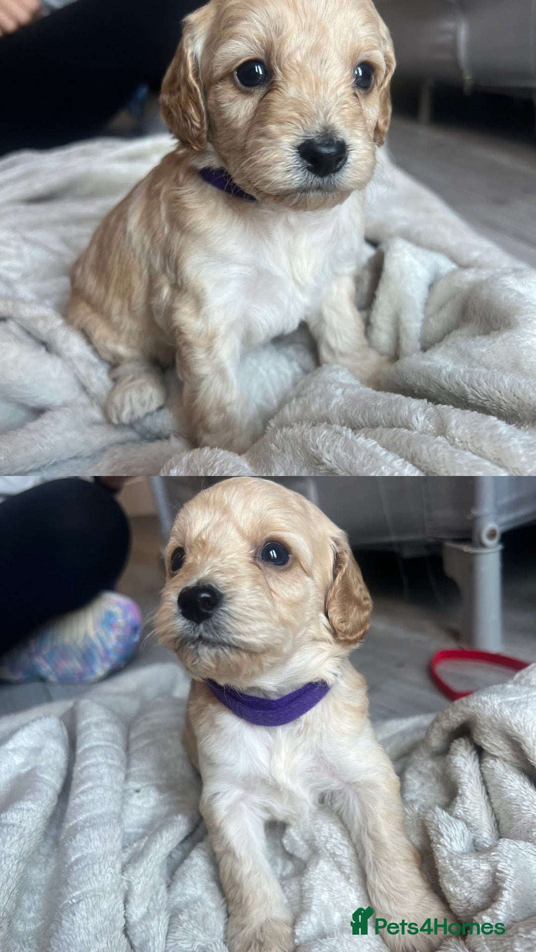 Cockapoo dogs for sale: Cockapoo puppies - Image 15