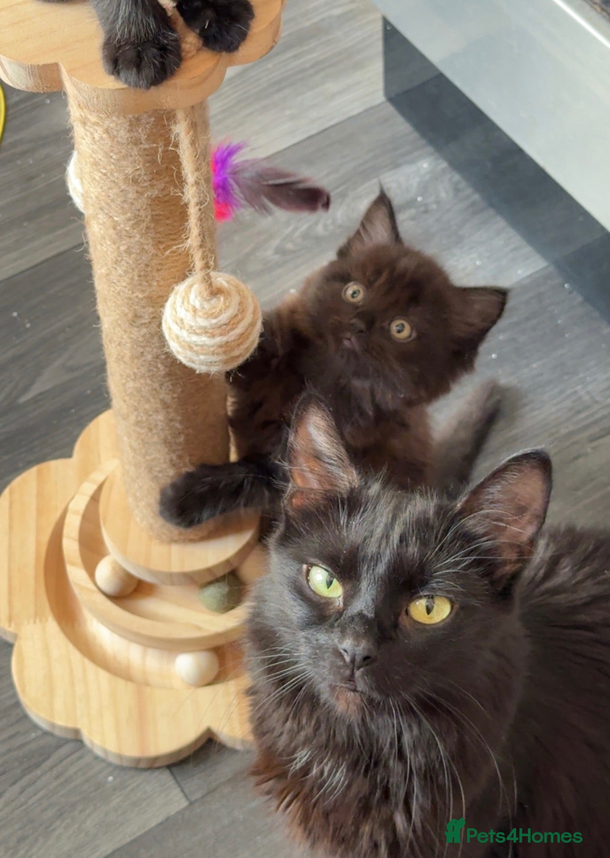 Mixed Breed cats Black/brown kittens  - Advert 10