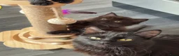 Mixed Breed cats for sale: Black/brown kittens  - Advert 1