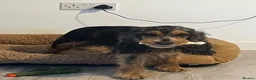 Cocker Spaniel dogs for sale: 3 year old female cocker spaniel  - Advert 10