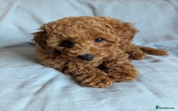 Toy Poodle dogs for sale: Tiny Red Toy Poodles Available now - Image 9