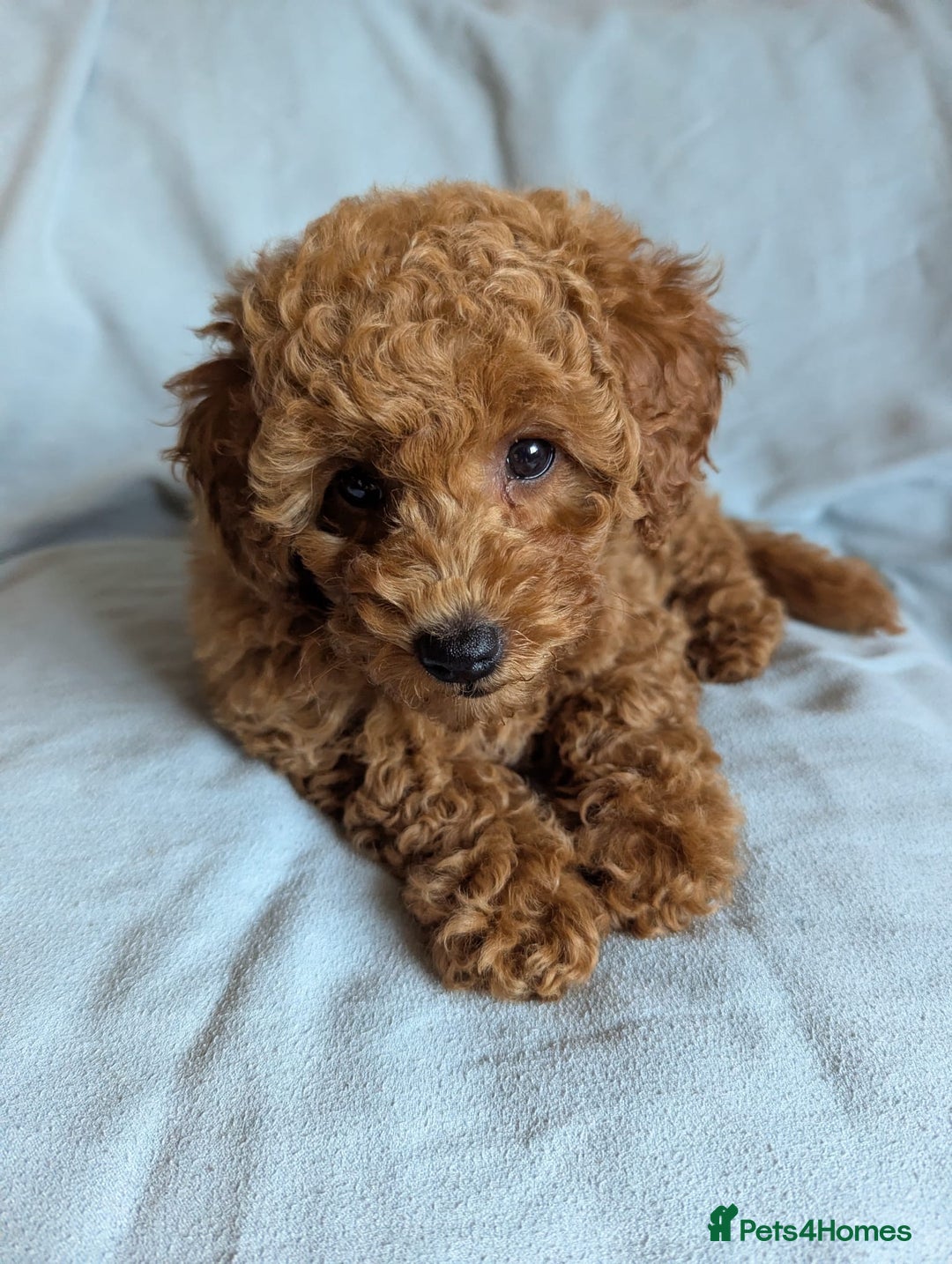 Toy Poodle dogs for sale: Tiny Red Toy Poodles Available now - Image 9