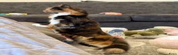 British Longhair cats for sale: British longhaired calico  in Shrewsbury - Advert 3