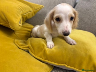 Miniature Dachshund dogs for sale: ** 1 LITTLE BOY LEFT **Longhaired dachshund pups - Advert 1