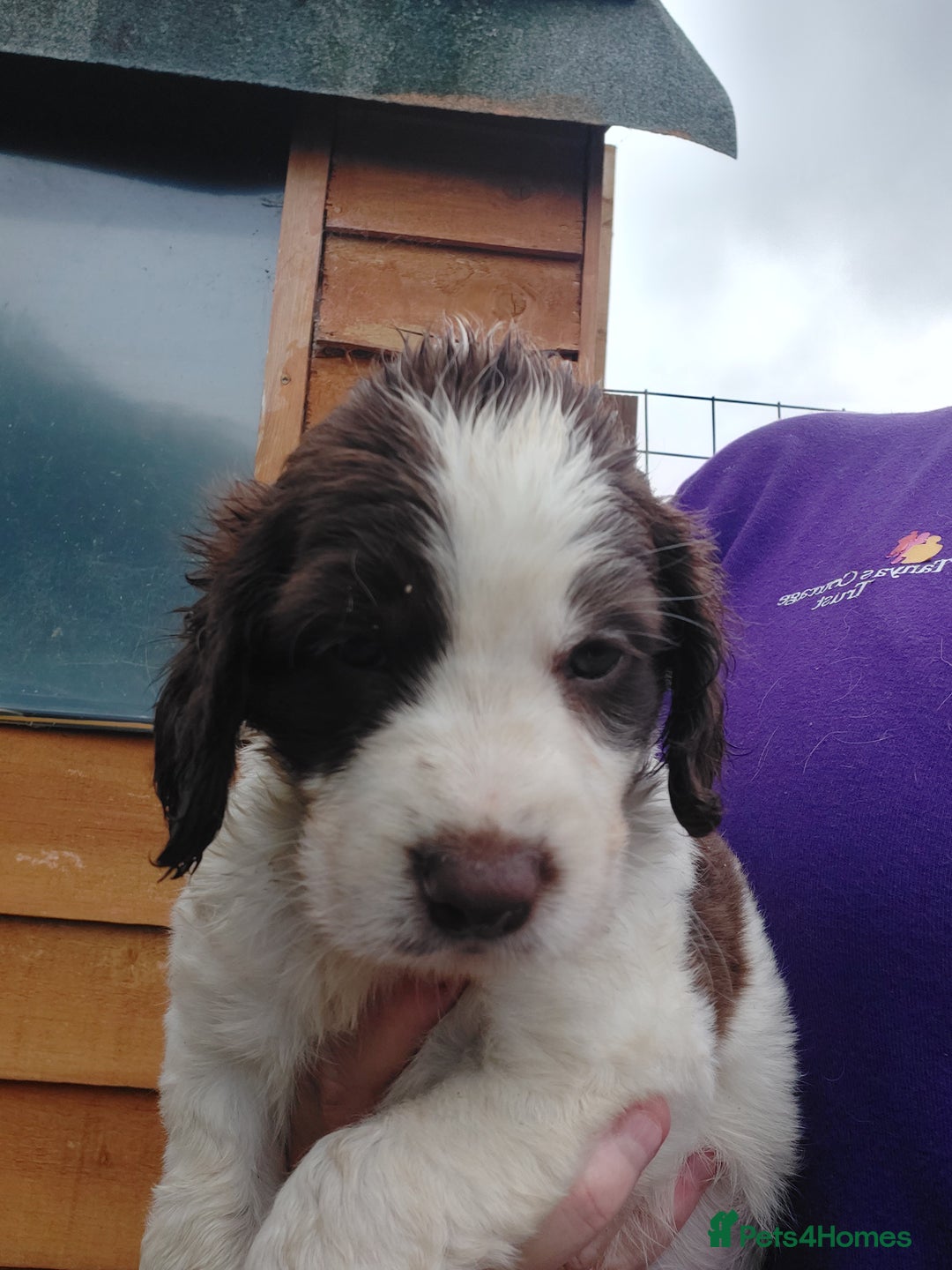 Mixed Breed dogs for sale: Border collie cocker puppies 1 Male available  - Image 4