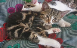 Mixed Breed cats for sale: The three musketeers are looking for new homes - Image 6